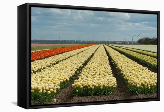 Cultivation of Flower Bulbs in Spring-Jan Marijs-Framed Stretched Canvas