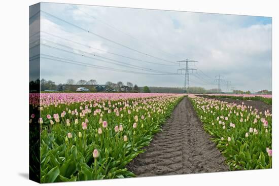 Cultivation of Flower Bulbs in Spring-Jan Marijs-Stretched Canvas