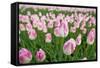 Cultivation of Flower Bulbs in Spring-Jan Marijs-Framed Stretched Canvas