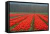 Cultivation of Flower Bulbs in Spring-Jan Marijs-Framed Stretched Canvas