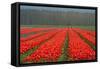 Cultivation of Flower Bulbs in Spring-Jan Marijs-Framed Stretched Canvas
