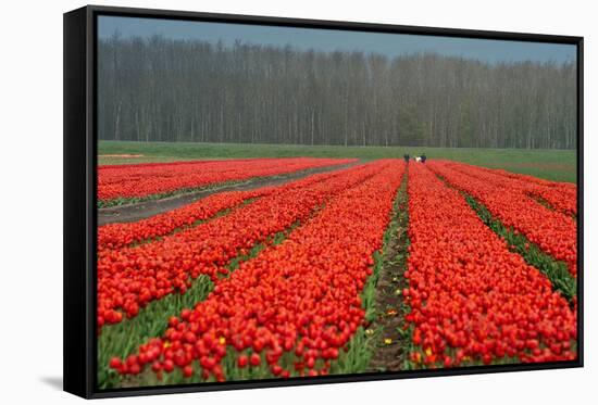 Cultivation of Flower Bulbs in Spring-Jan Marijs-Framed Stretched Canvas