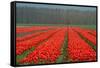 Cultivation of Flower Bulbs in Spring-Jan Marijs-Framed Stretched Canvas