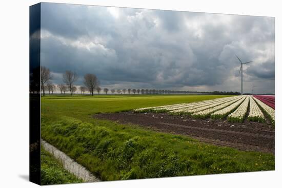 Cultivation of Flower Bulbs in Spring-Jan Marijs-Stretched Canvas