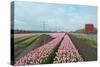 Cultivation of Flower Bulbs in Spring-Jan Marijs-Stretched Canvas