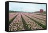 Cultivation of Flower Bulbs in Spring-Jan Marijs-Framed Stretched Canvas