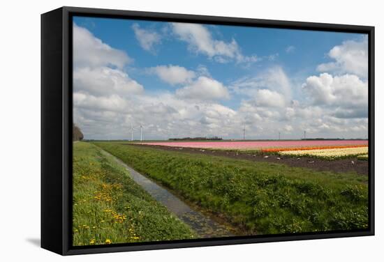 Cultivation of Flower Bulbs in Spring-Jan Marijs-Framed Stretched Canvas