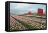 Cultivation of Flower Bulbs in Spring-Jan Marijs-Framed Stretched Canvas