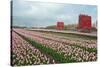 Cultivation of Flower Bulbs in Spring-Jan Marijs-Stretched Canvas