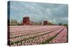 Cultivation of Flower Bulbs in Spring-Jan Marijs-Stretched Canvas