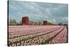 Cultivation of Flower Bulbs in Spring-Jan Marijs-Stretched Canvas