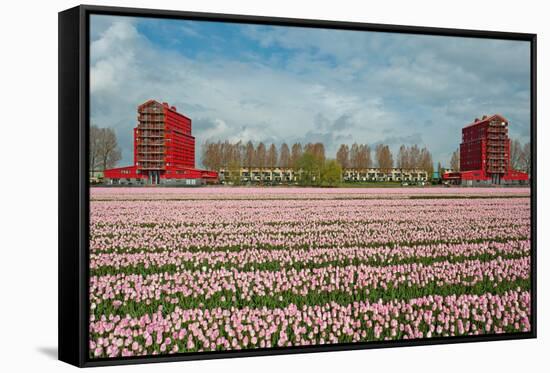 Cultivation of Flower Bulbs in Spring-Jan Marijs-Framed Stretched Canvas