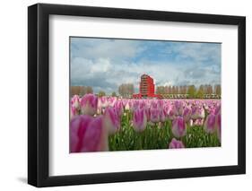 Cultivation of Flower Bulbs in Spring-Jan Marijs-Framed Photographic Print