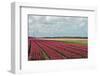 Cultivation of Flower Bulbs in Spring-Jan Marijs-Framed Photographic Print