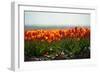 Cultivation of Flower Bulbs in Spring-Jan Marijs-Framed Photographic Print