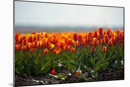 Cultivation of Flower Bulbs in Spring-Jan Marijs-Mounted Photographic Print