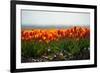 Cultivation of Flower Bulbs in Spring-Jan Marijs-Framed Photographic Print