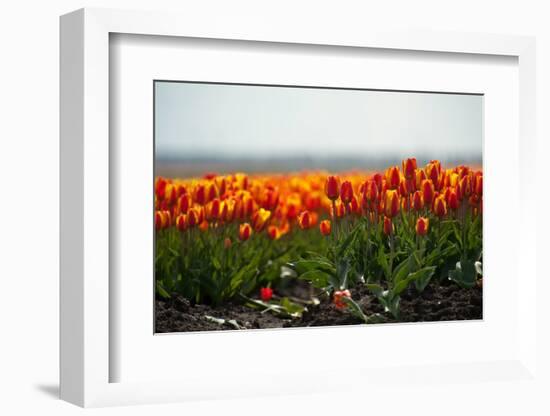 Cultivation of Flower Bulbs in Spring-Jan Marijs-Framed Photographic Print