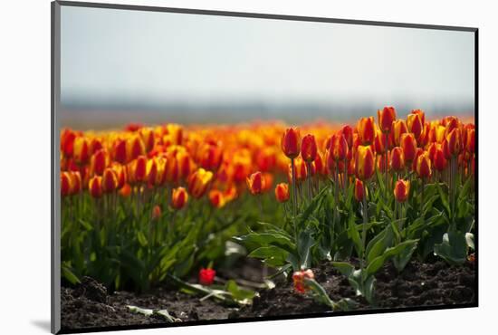 Cultivation of Flower Bulbs in Spring-Jan Marijs-Mounted Photographic Print