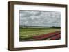 Cultivation of Flower Bulbs in Spring-Jan Marijs-Framed Photographic Print