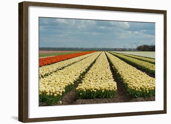 Cultivation of Flower Bulbs in Spring-Jan Marijs-Framed Photographic Print