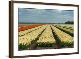 Cultivation of Flower Bulbs in Spring-Jan Marijs-Framed Photographic Print