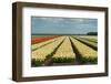 Cultivation of Flower Bulbs in Spring-Jan Marijs-Framed Photographic Print