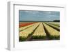 Cultivation of Flower Bulbs in Spring-Jan Marijs-Framed Photographic Print