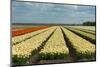 Cultivation of Flower Bulbs in Spring-Jan Marijs-Mounted Photographic Print