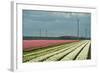 Cultivation of Flower Bulbs in Spring-Jan Marijs-Framed Photographic Print