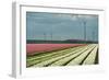 Cultivation of Flower Bulbs in Spring-Jan Marijs-Framed Photographic Print