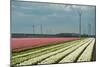 Cultivation of Flower Bulbs in Spring-Jan Marijs-Mounted Photographic Print