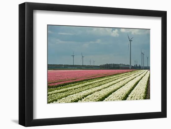 Cultivation of Flower Bulbs in Spring-Jan Marijs-Framed Photographic Print