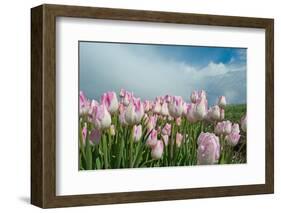 Cultivation of Flower Bulbs in Spring-Jan Marijs-Framed Photographic Print