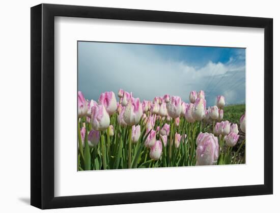 Cultivation of Flower Bulbs in Spring-Jan Marijs-Framed Photographic Print