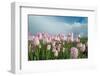 Cultivation of Flower Bulbs in Spring-Jan Marijs-Framed Photographic Print