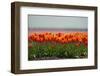 Cultivation of Flower Bulbs in Spring-Jan Marijs-Framed Photographic Print