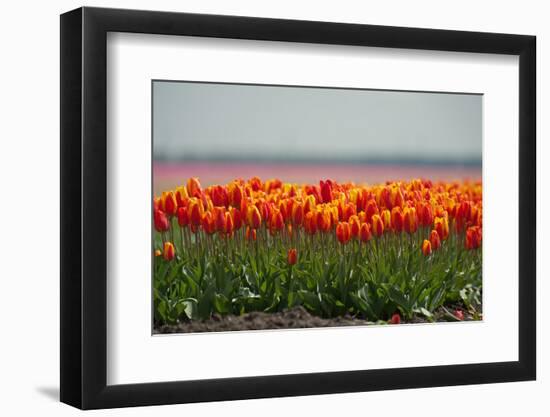 Cultivation of Flower Bulbs in Spring-Jan Marijs-Framed Photographic Print