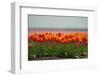 Cultivation of Flower Bulbs in Spring-Jan Marijs-Framed Photographic Print