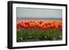 Cultivation of Flower Bulbs in Spring-Jan Marijs-Framed Photographic Print