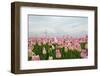 Cultivation of Flower Bulbs in Spring-Jan Marijs-Framed Photographic Print