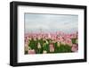 Cultivation of Flower Bulbs in Spring-Jan Marijs-Framed Photographic Print