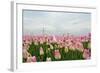 Cultivation of Flower Bulbs in Spring-Jan Marijs-Framed Photographic Print