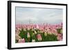 Cultivation of Flower Bulbs in Spring-Jan Marijs-Framed Photographic Print