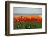 Cultivation of Flower Bulbs in Spring-Jan Marijs-Framed Photographic Print