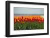 Cultivation of Flower Bulbs in Spring-Jan Marijs-Framed Photographic Print