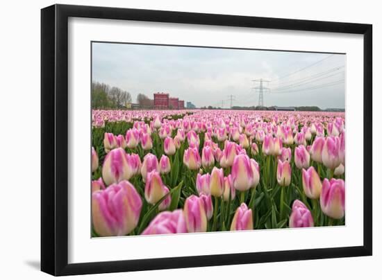 Cultivation of Flower Bulbs in Spring-Jan Marijs-Framed Photographic Print