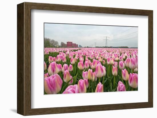 Cultivation of Flower Bulbs in Spring-Jan Marijs-Framed Photographic Print