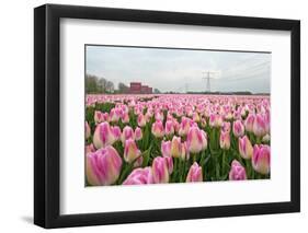 Cultivation of Flower Bulbs in Spring-Jan Marijs-Framed Photographic Print