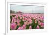 Cultivation of Flower Bulbs in Spring-Jan Marijs-Framed Photographic Print